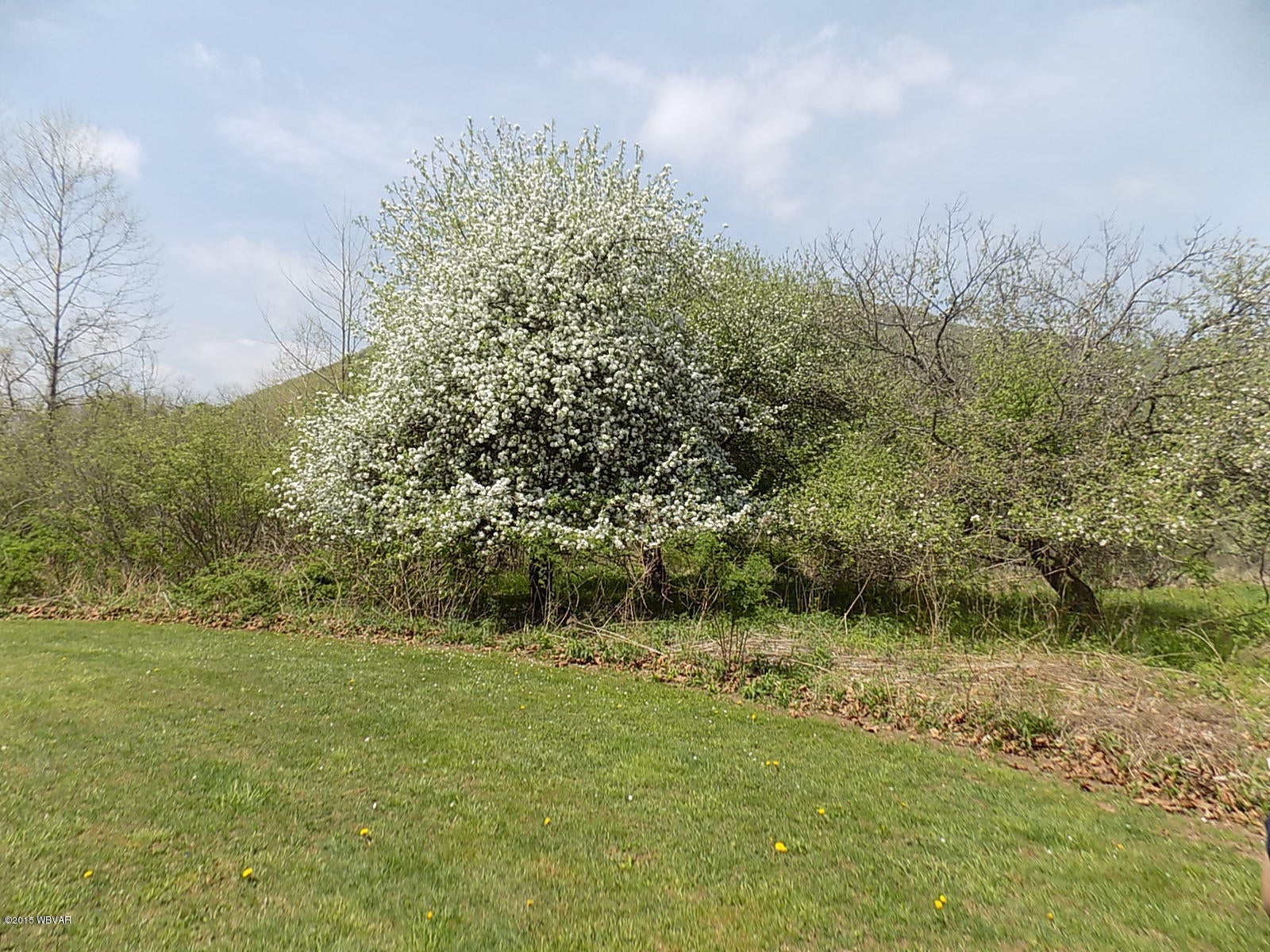 138 Slacks Run Road Trout Run, PA 17771 - Photo 23 of 23 Fruit Trees