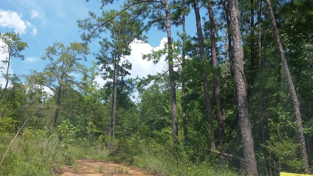 0 Moore Circle Abbeville, AL 36310 - Photo 2 of 3