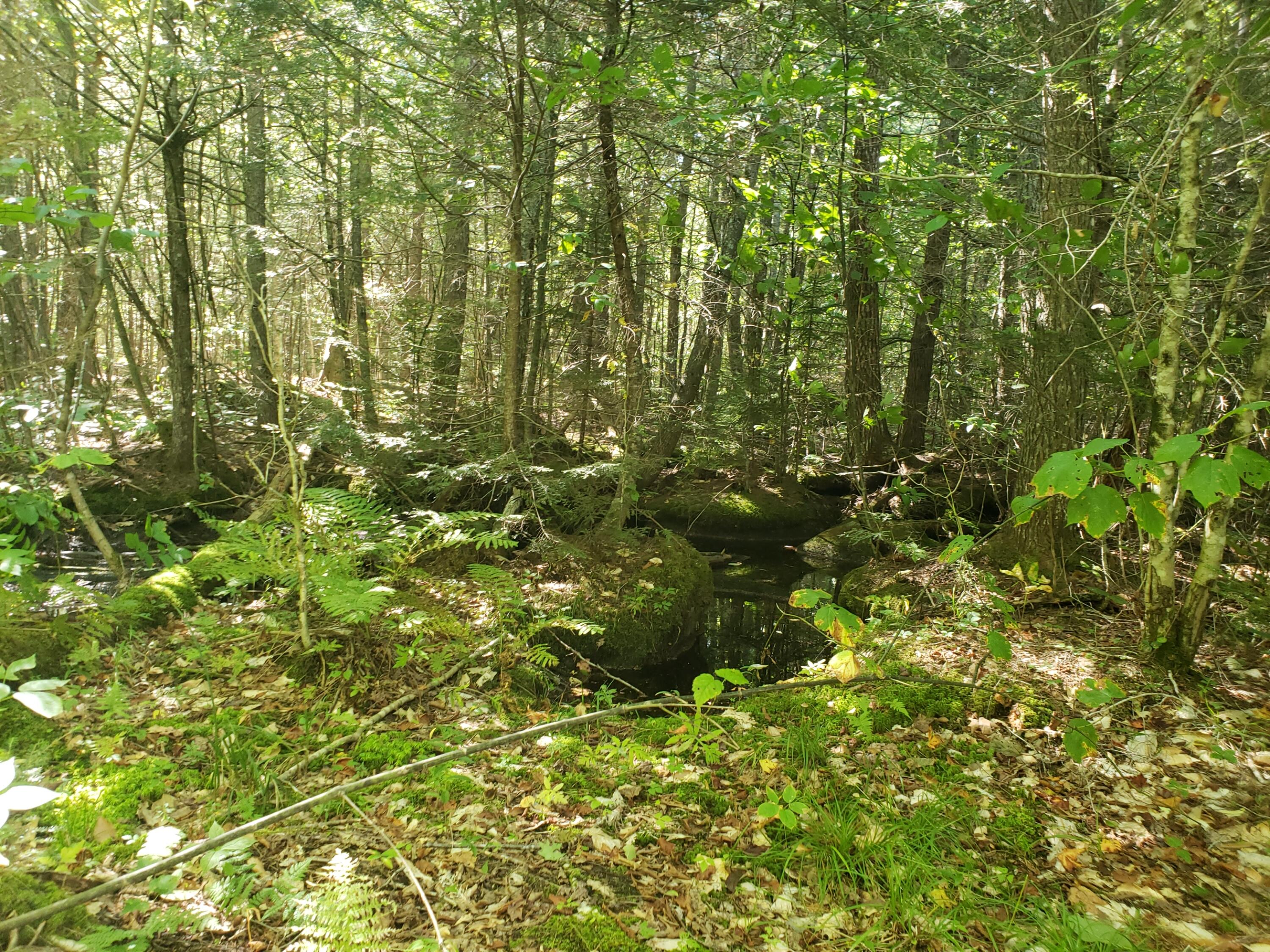 0 Off Mountain Stoneham, ME 04231 - Photo 17 of 32 brook