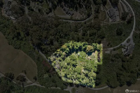 a view of a forest with a tree