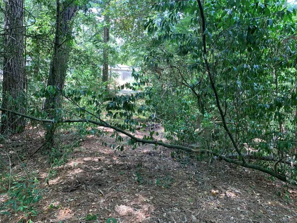 a view of a forest with trees in the background