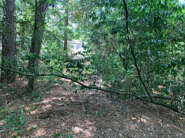 a view of a forest with trees in the background