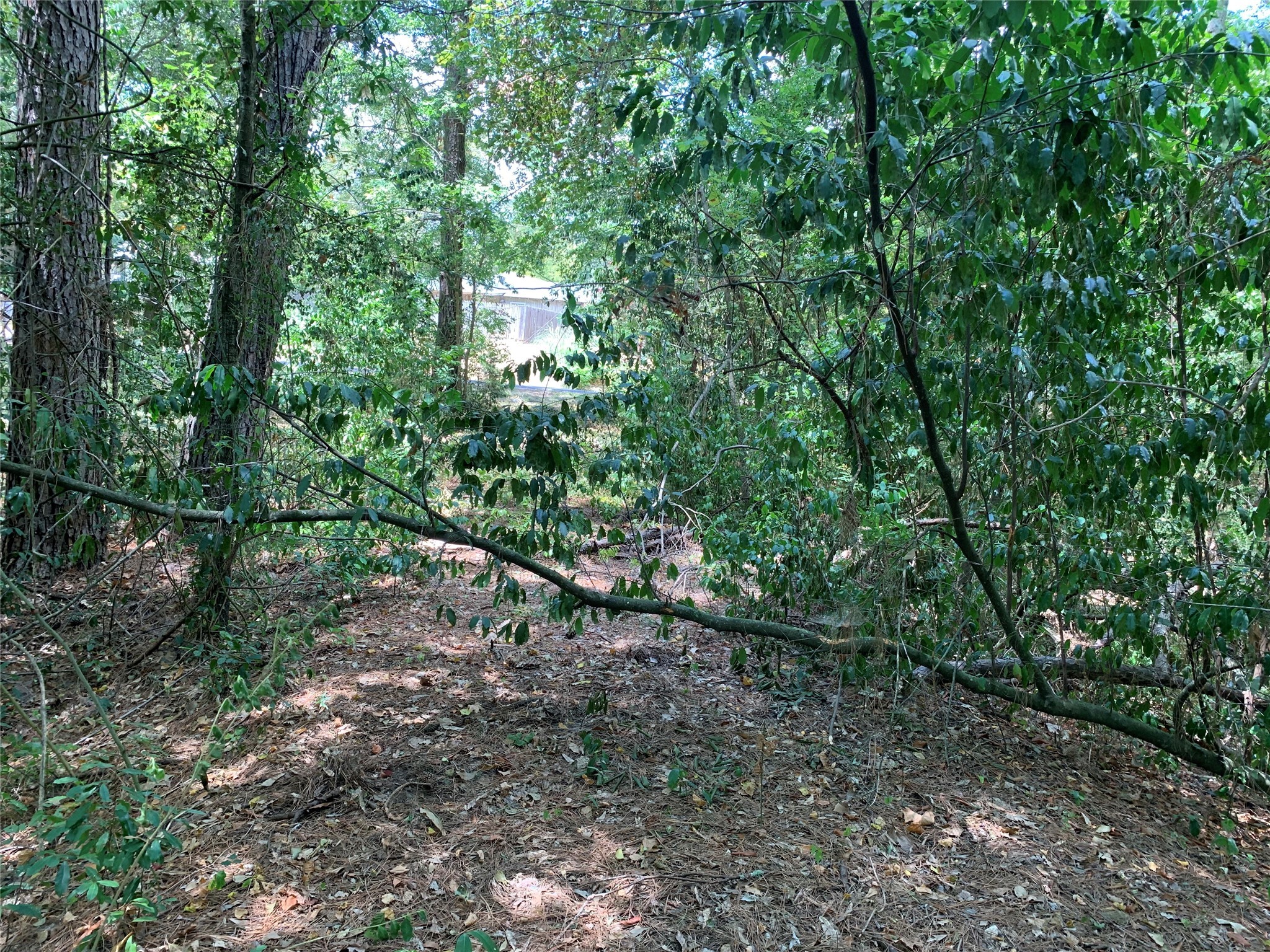 504 John Kolb Road Lufkin, TX 75901 - Photo 2 of 6 a view of a forest with trees in the background