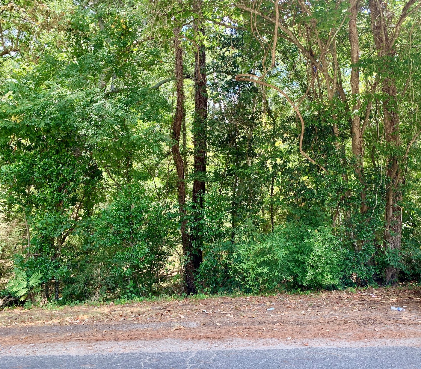 504 John Kolb Road Lufkin, TX 75901 - Photo 3 of 6 a view of a yard with plants and large trees