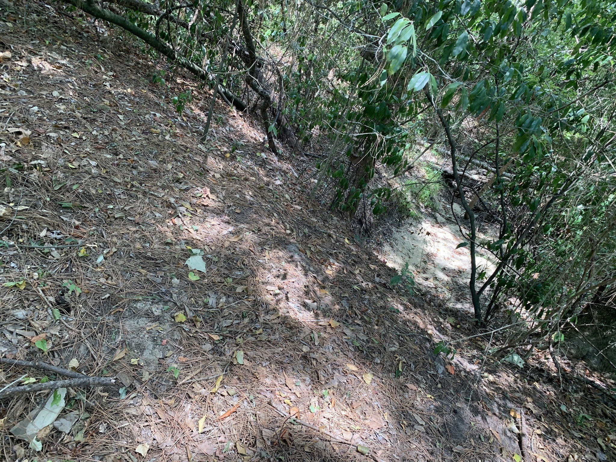 504 John Kolb Road Lufkin, TX 75901 - Photo 4 of 6 a backyard of a house with lots of trees