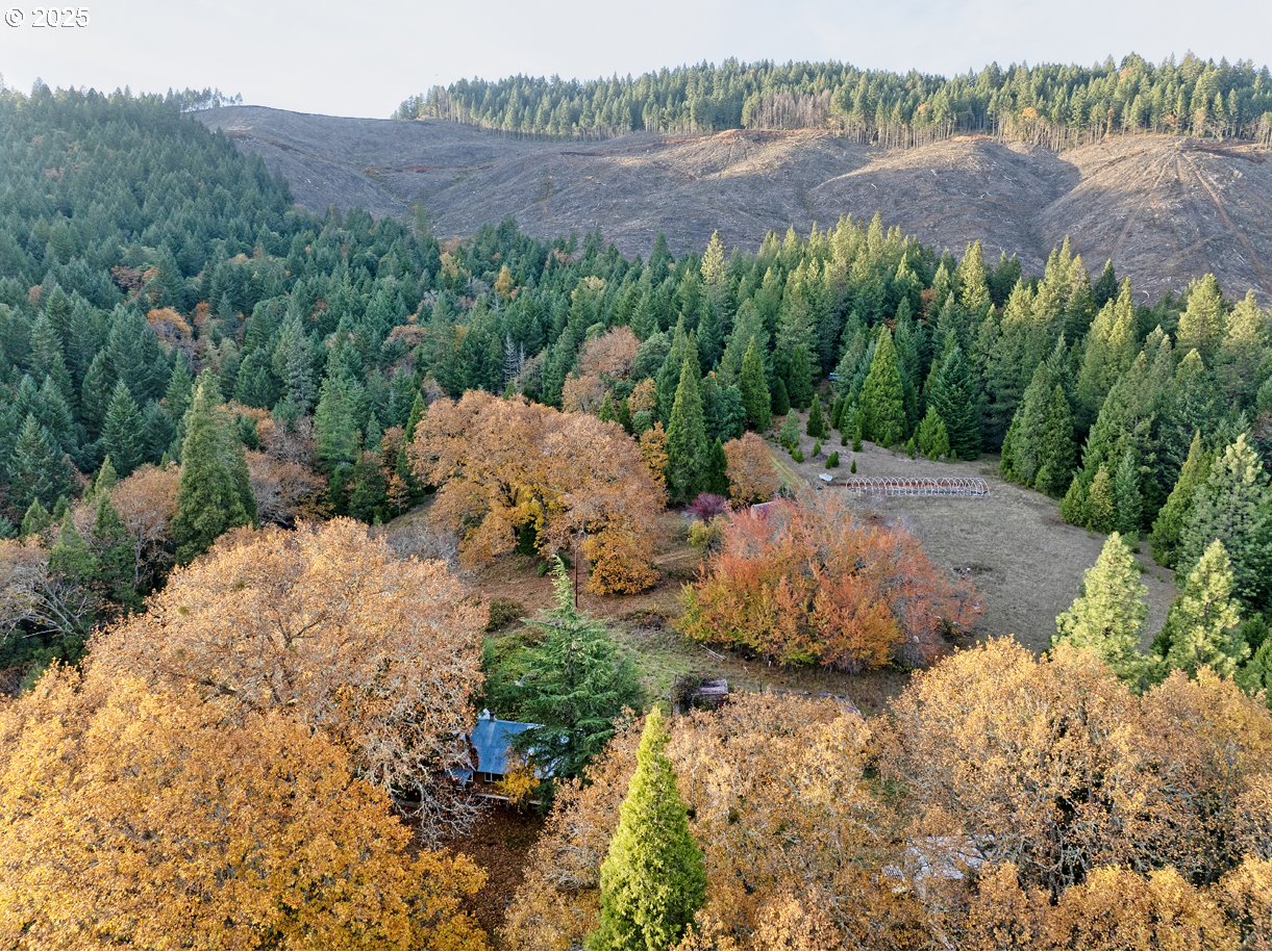 1480 Bridge Lane Wolf Creek, OR 97497 - Photo 2 of 28 a view of a backyard with plants and large trees