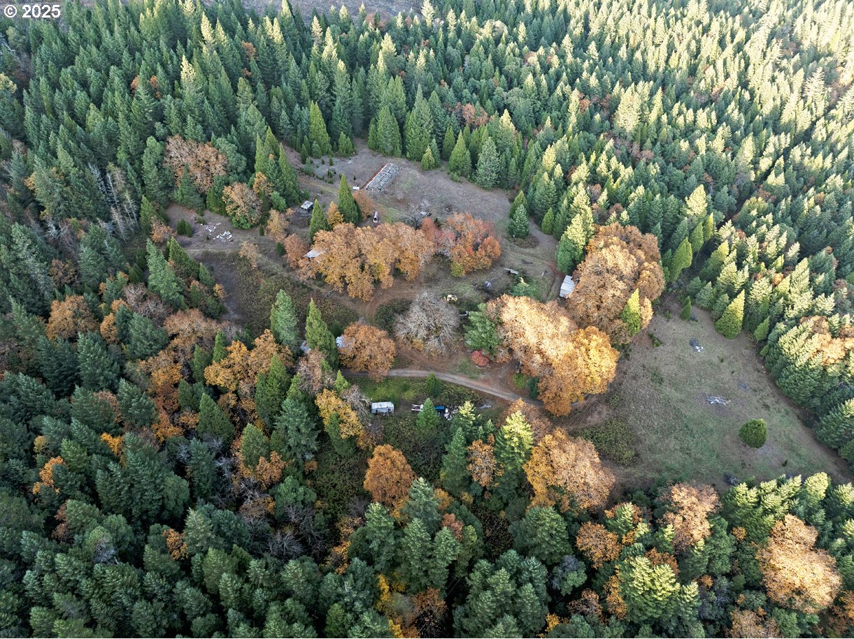 1480 Bridge Lane Wolf Creek, OR 97497 - Photo 5 of 28 a picture of trees