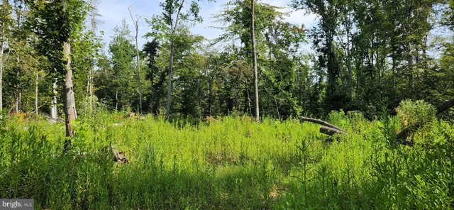 a view of backyard with plants and trees