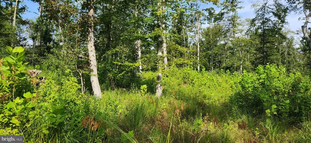a view of a lush green forest