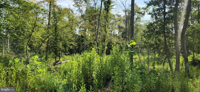 a view of a lush green forest
