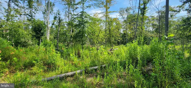 a view of a lush green forest