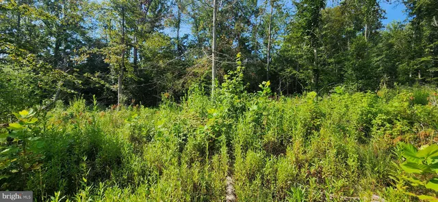 a view of a lush green forest
