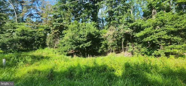 a view of a lush green forest