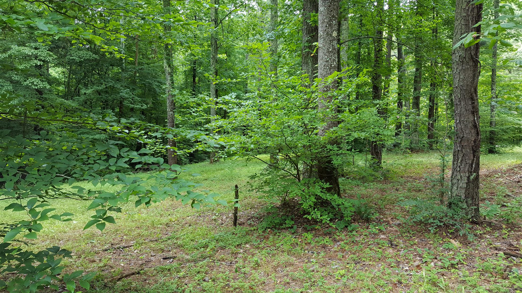 5484 Parker Branch Road Franklin, TN 37064 - Photo 5 of 8 Gallery Image 5