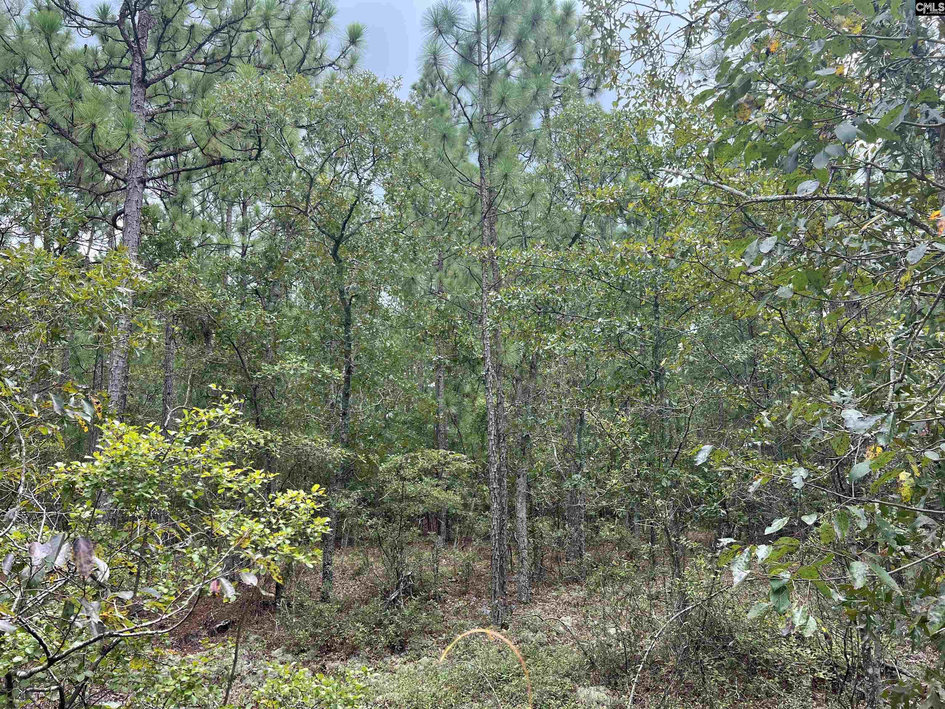 0 Cliff Road Pelion, SC 29123 - Photo 6 of 28