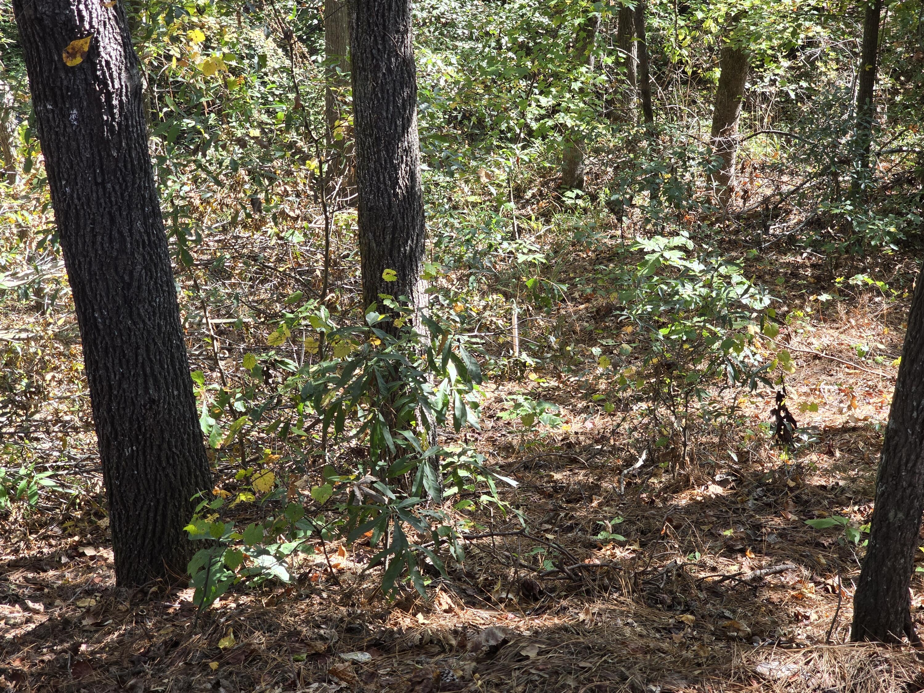 937 Bennock Mill Road Augusta, GA 30906 - Photo 11 of 14 20251024_112242