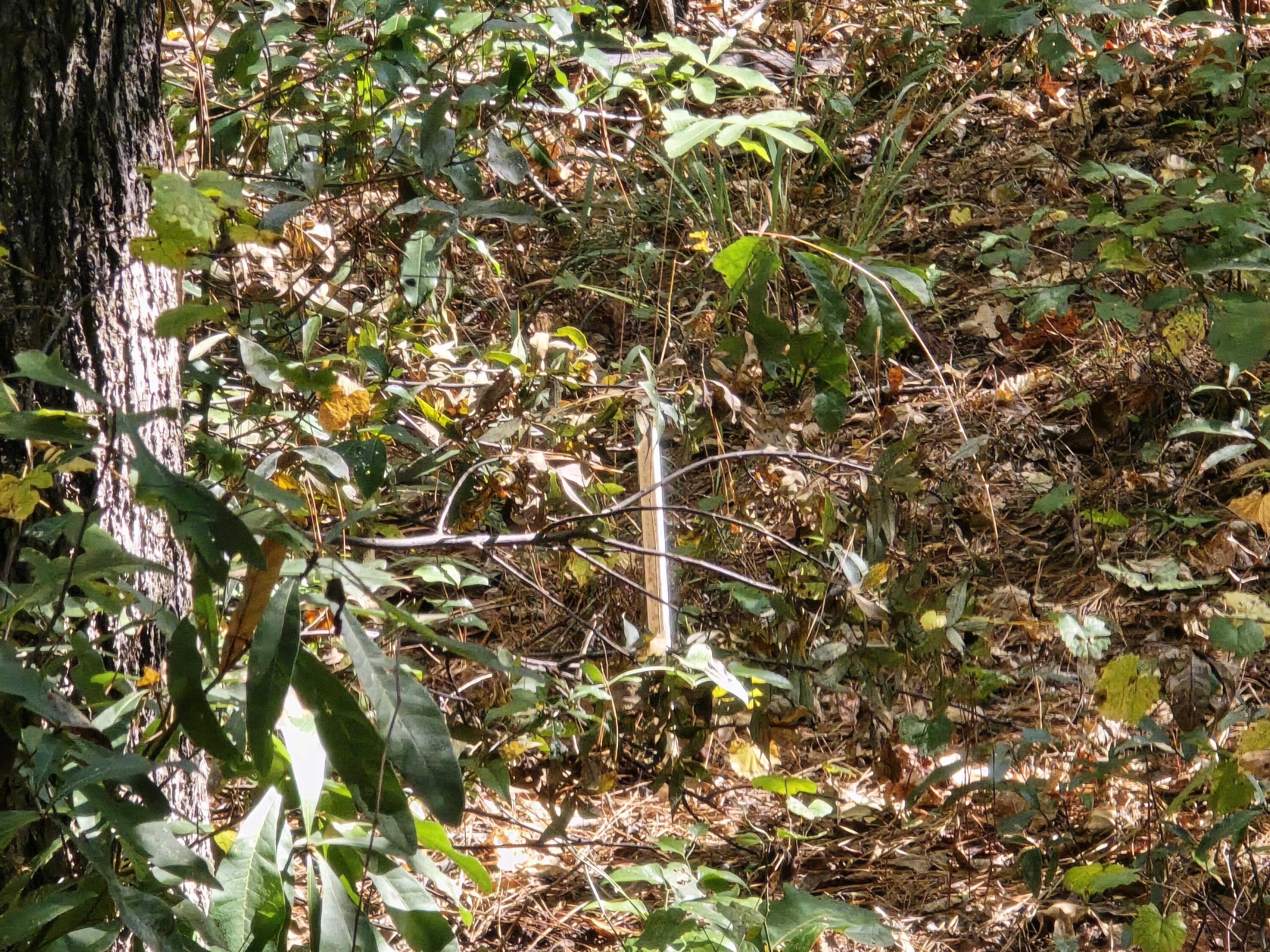 937 Bennock Mill Road Augusta, GA 30906 - Photo 12 of 14 20251024_112245