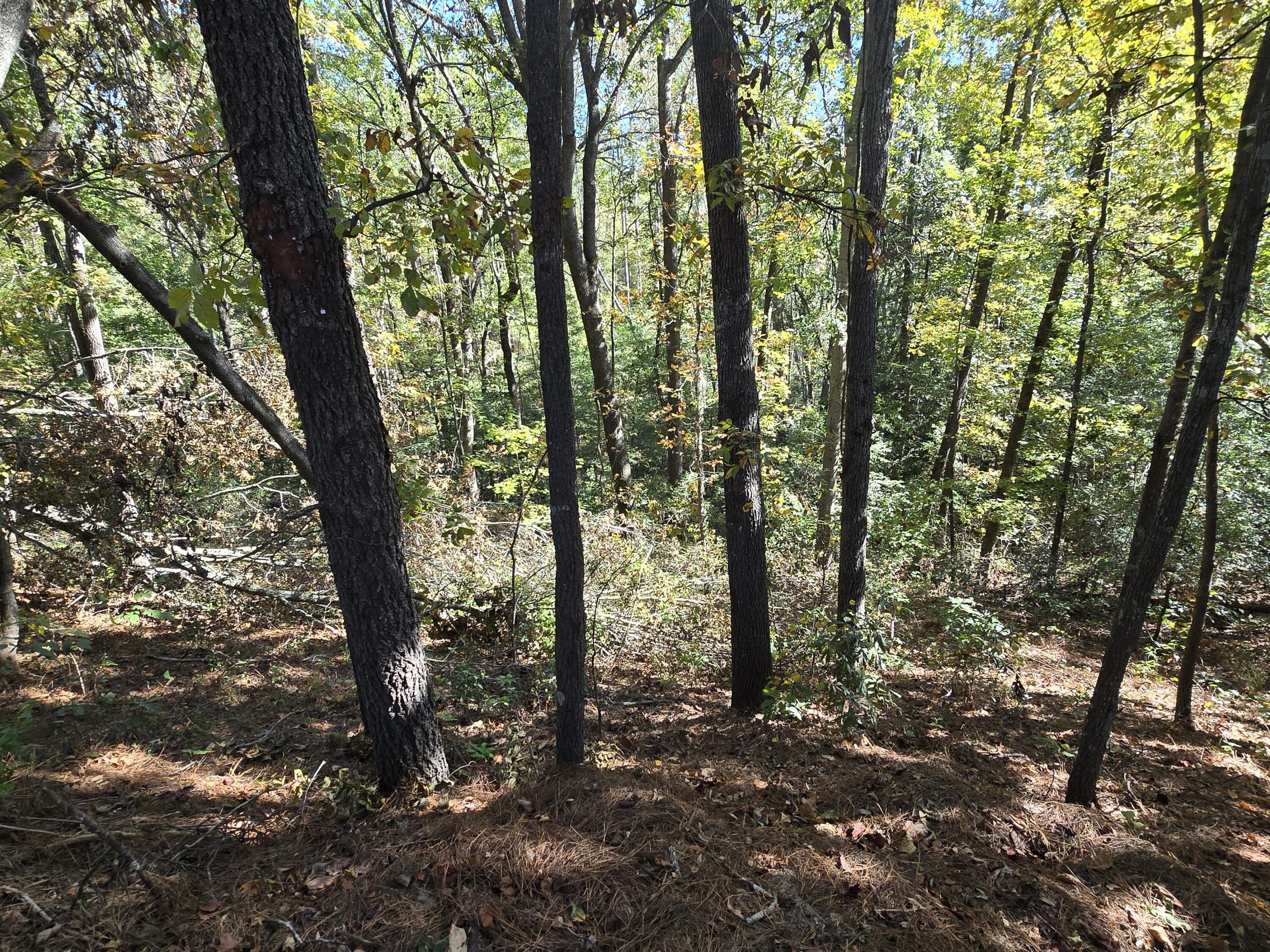 937 Bennock Mill Road Augusta, GA 30906 - Photo 8 of 14 20251024_112234