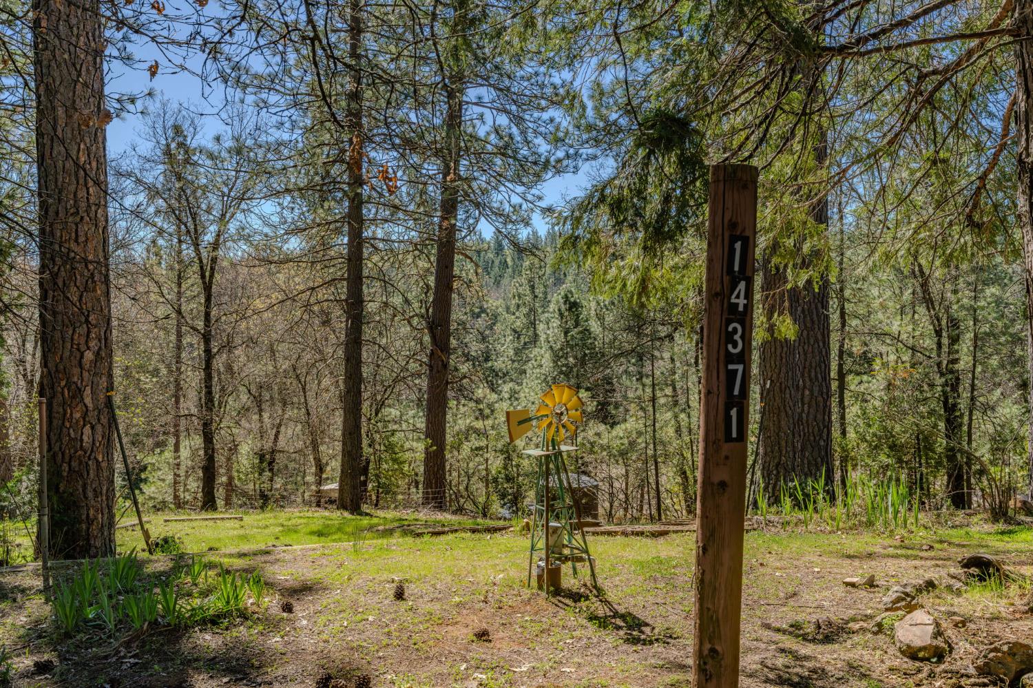 14371 Tobacco Road Pine Grove, CA 95665 - Photo 30 of 38 a view of a yard with trees