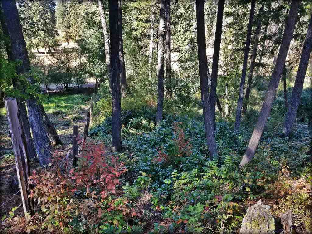 Tbd B Bible Road Colville, WA 99114 - Photo 6 of 8