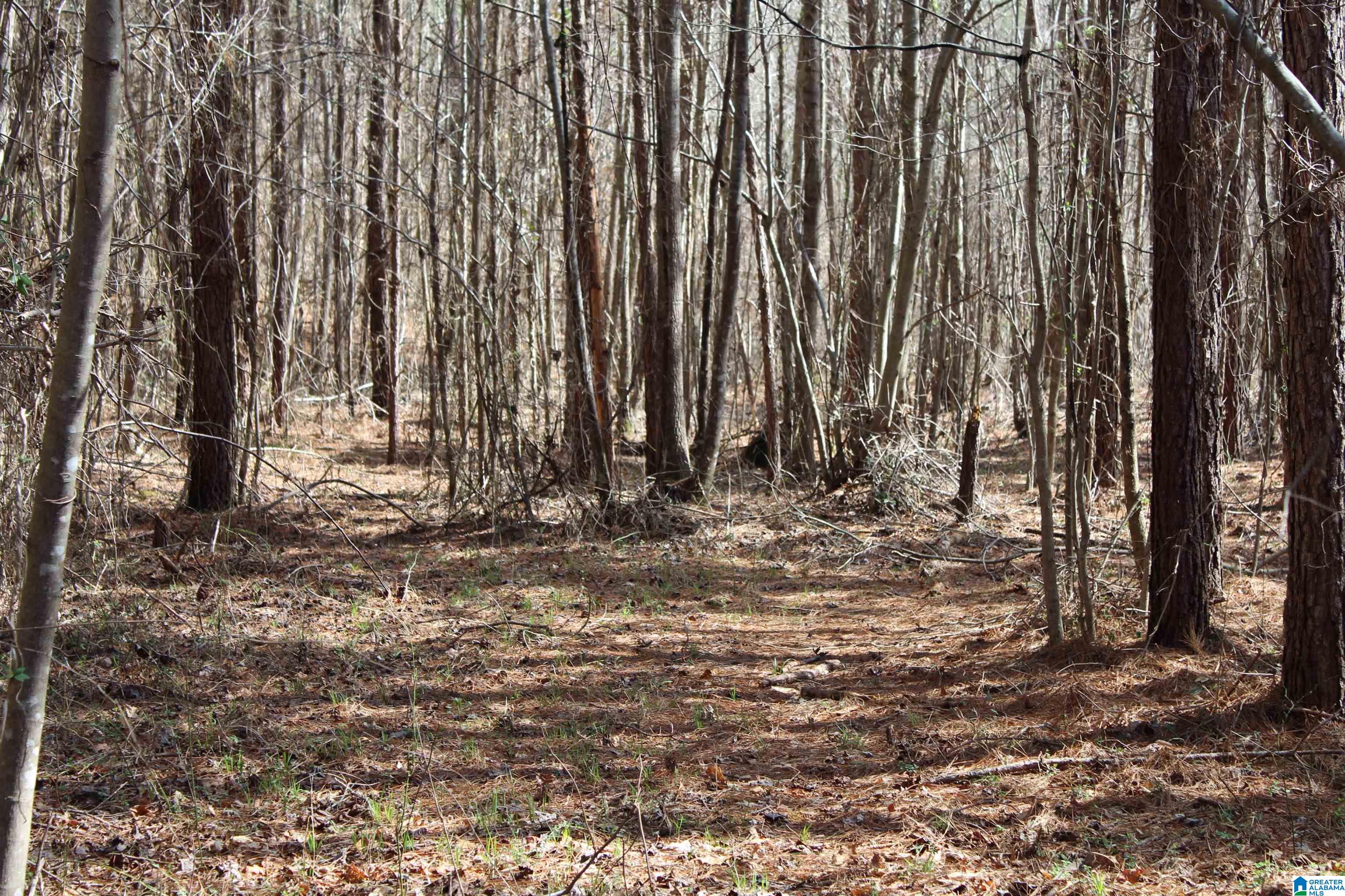 518 County Road, Unit 33 859ACRES Woodland, AL 36280 - Photo 28 of 32
