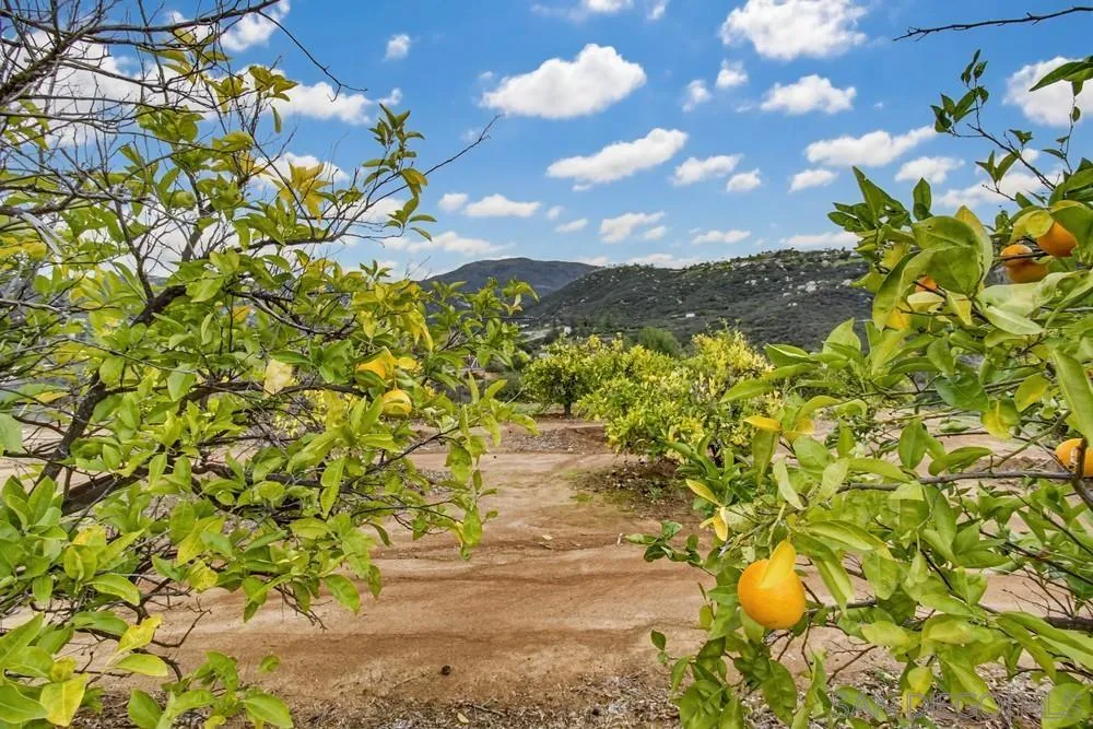 1478 Peutz Valley Road Alpine, CA 91901 - Photo 28 of 63 a view of a flower