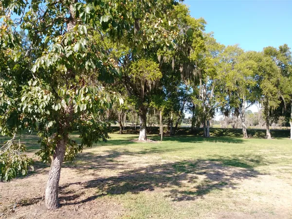 a view of a park with large trees