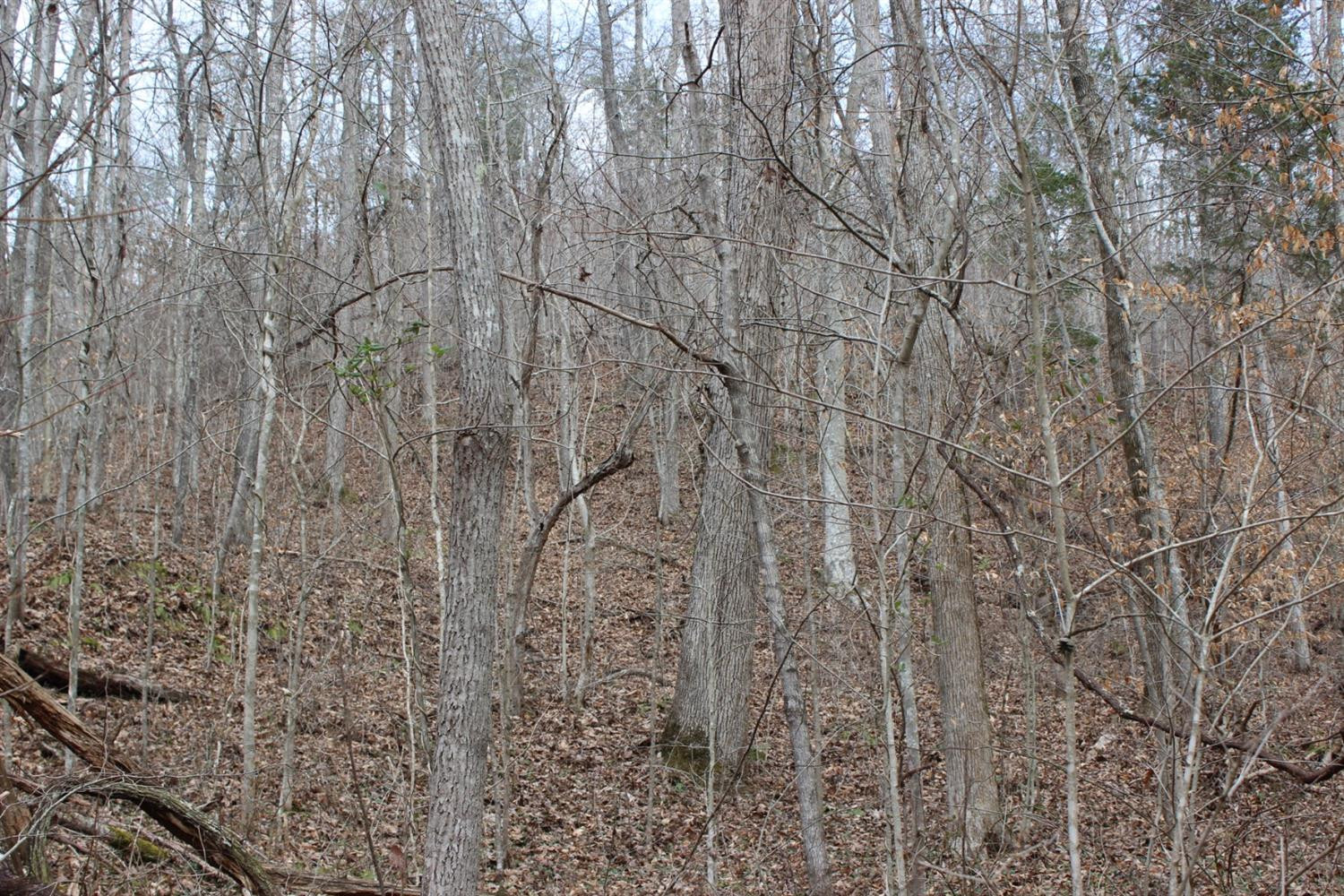 2010 Pryse Road Irvine, KY 40336 - Photo 10 of 56 Photo 10