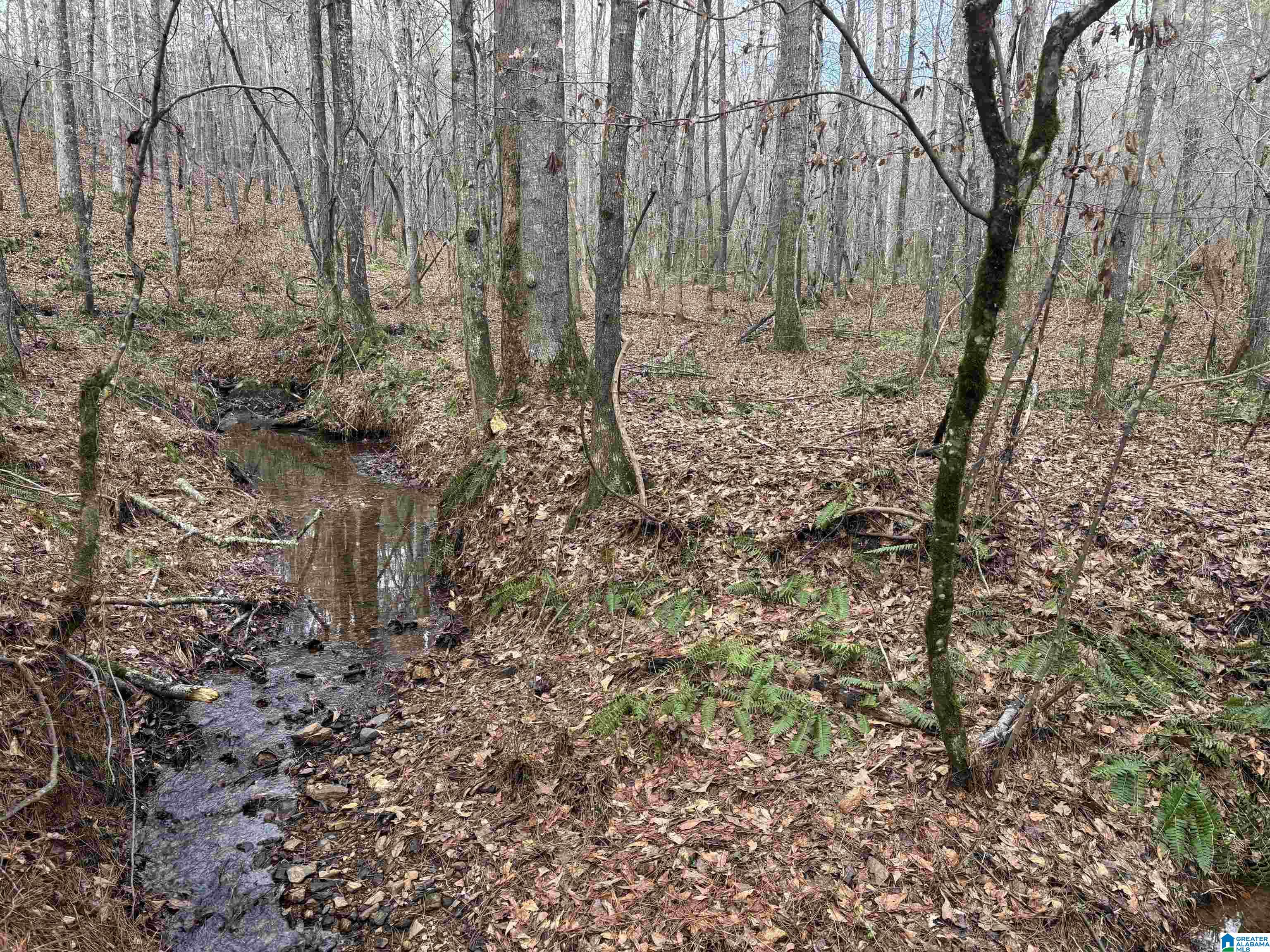 831 County Road, Unit TRACT 3 30± Wadley, AL 36276 - Photo 1 of 14