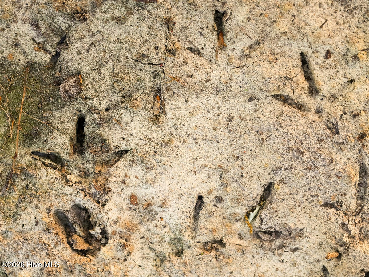 0 Durwood Evans Road Beulaville, NC 28518 - Photo 40 of 68 40. Turkey and Deer Tracks