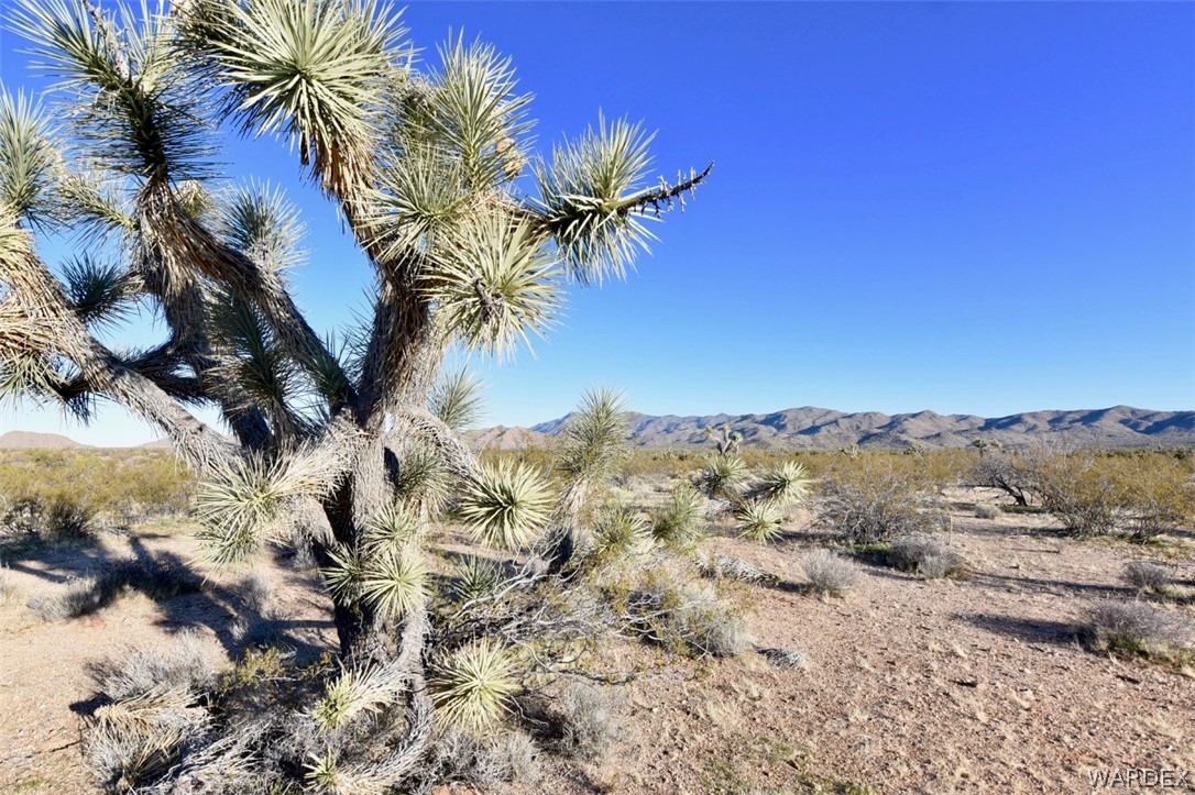 2685 Well Road Yucca, AZ 86438 - Photo 1 of 14 a view of a yard