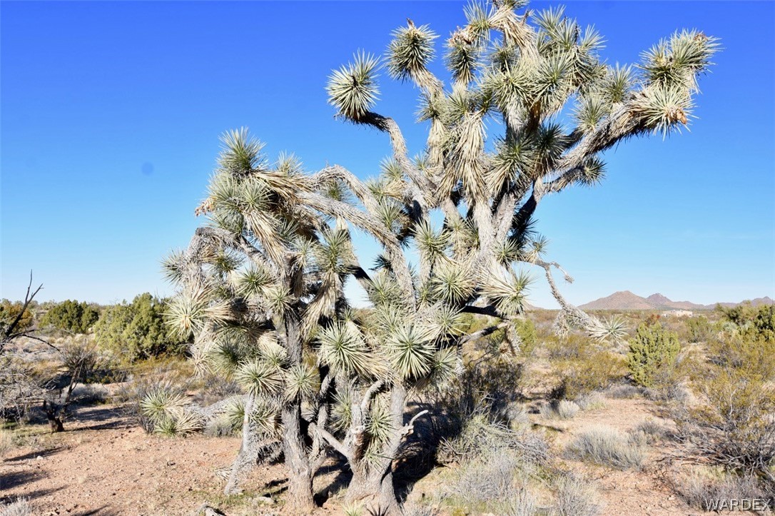 2685 Well Road Yucca, AZ 86438 - Photo 2 of 14 a picture of a tree in a yard