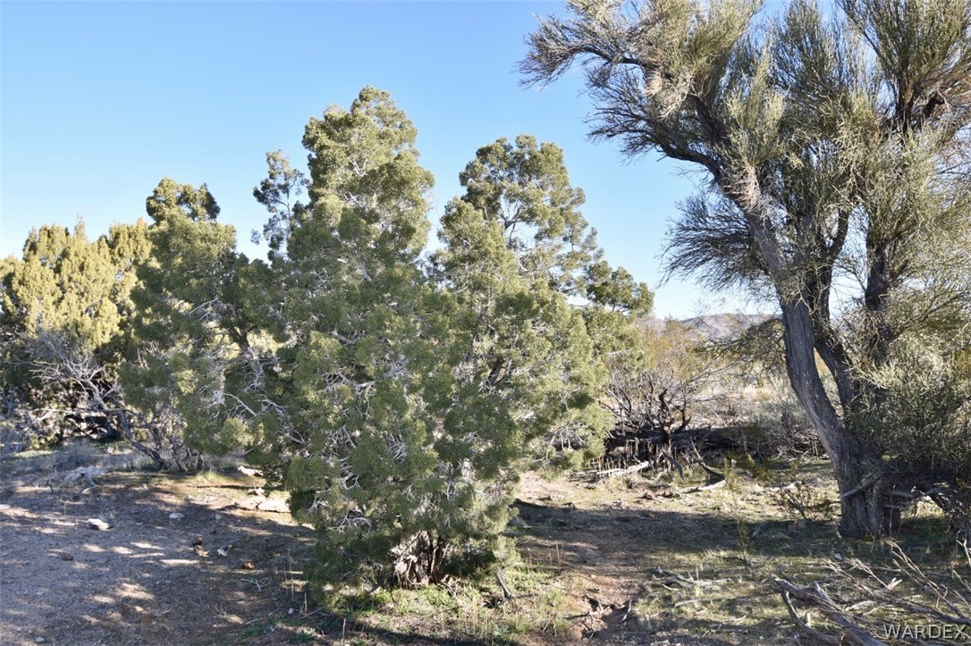 2685 Well Road Yucca, AZ 86438 - Photo 5 of 14 a view of a tree in the middle of a yard