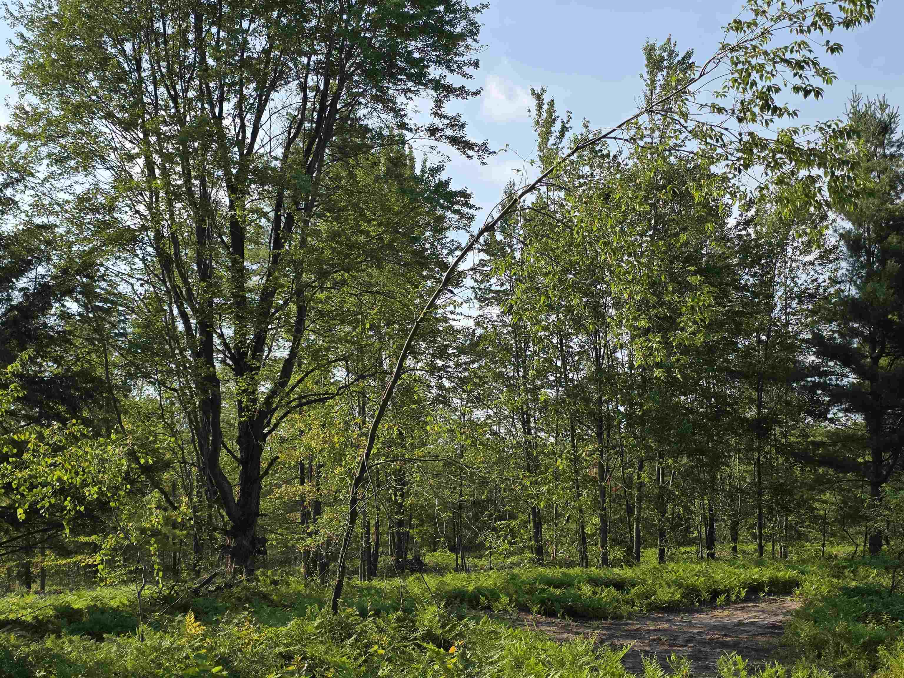0 Arnold Road Manton, MI 49663 - Photo 34 of 63