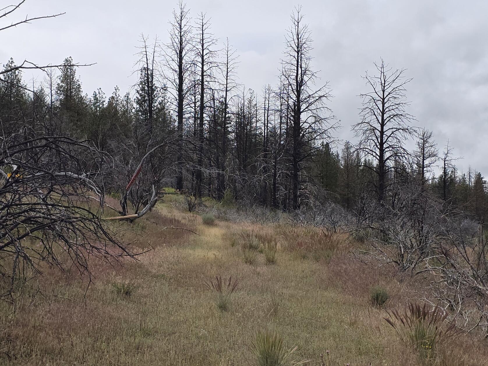 Oregon Pines Road Chiloquin, OR 97624 - Photo 4 of 10 20250621_173528