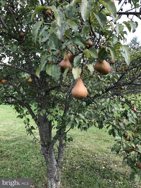 774 Russell Road Berryville, VA 22611 - Photo 17 of 20 Pear Tree located on the property
