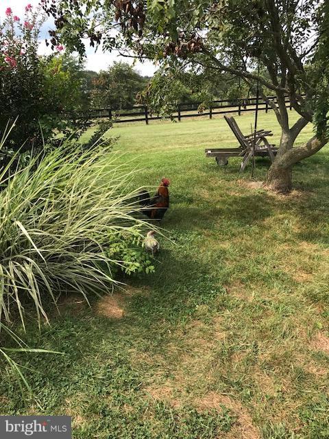 774 Russell Road Berryville, VA 22611 - Photo 18 of 20 Able to have CHICKENS here!