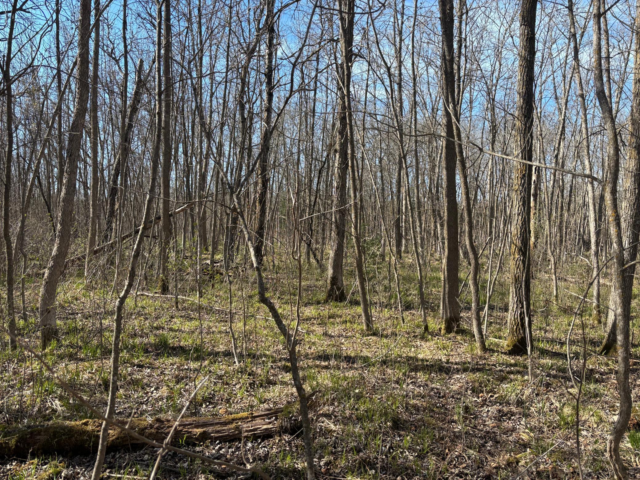 Tbd Arbor Road Park Rapids, MN 56470 - Photo 22 of 29