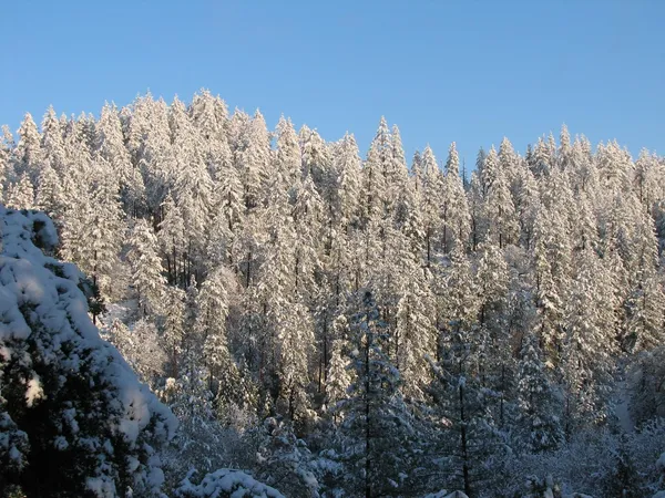 a view of a with large trees