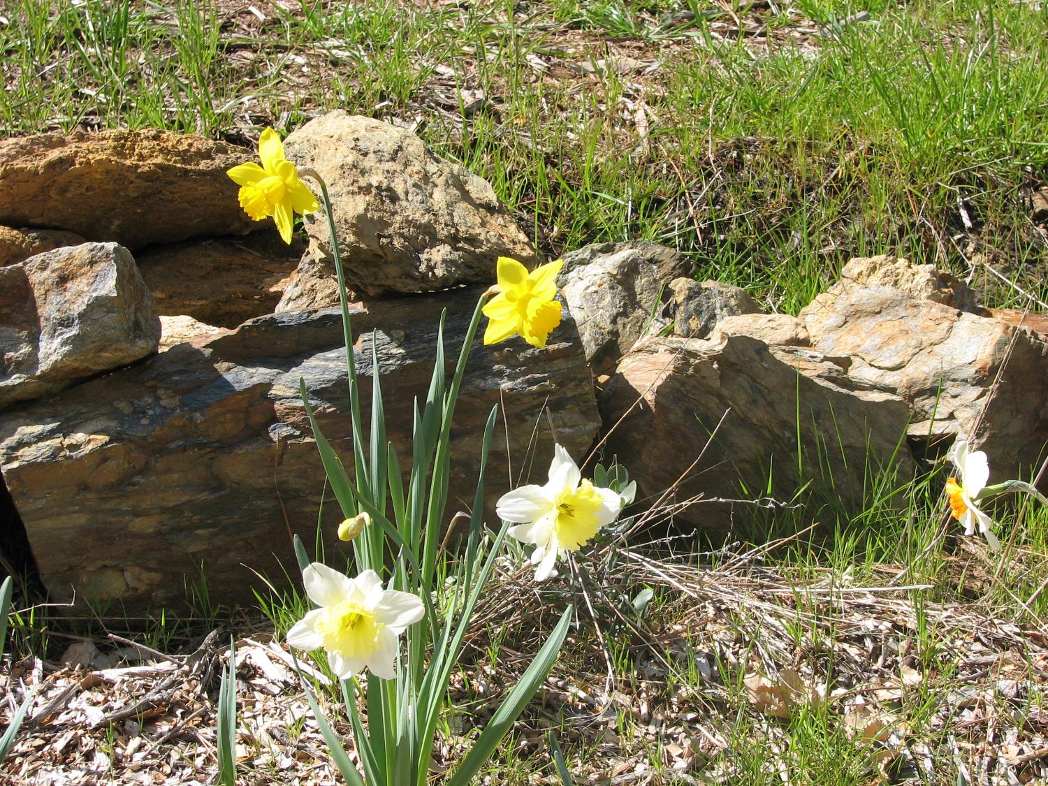 15891 Shake Ridge Road Sutter Creek, CA 95685 - Photo 8 of 46