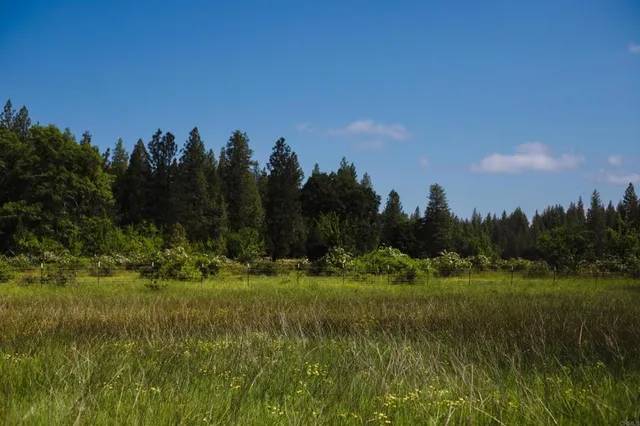 a view of a grassy field with trees
