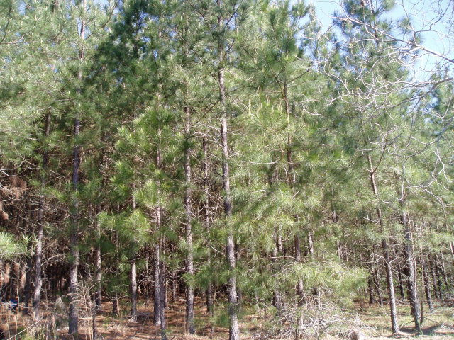 0 Rolling Hills Road Aiken, SC 29803 - Photo 1 of 1