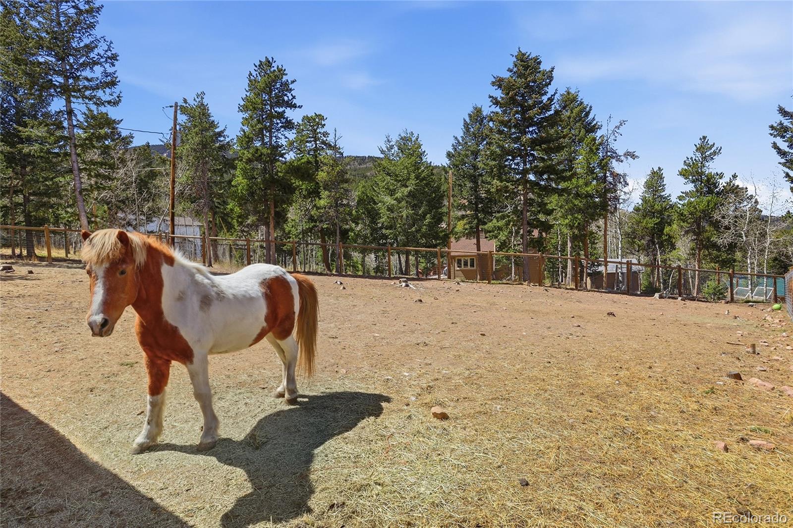 9225 Sandy Lane Conifer, CO 80433 - Photo 9 of 45 a view of backyard of the house