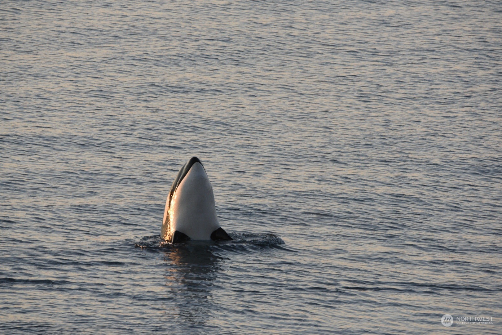 449 Madrona Drive San Juan Island, WA 98250 - Photo 3 of 27 a view of swimming pool