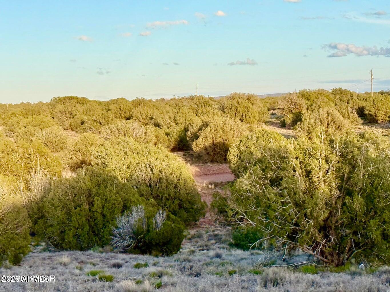 4428 Colt Road Snowflake, AZ 85937 - Photo 16 of 22 a view of a yard