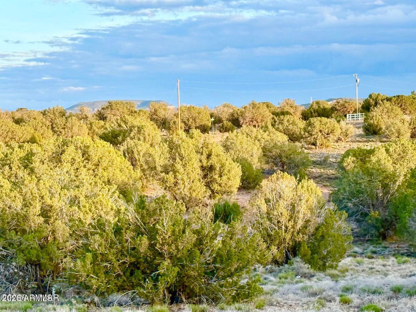 4428 Colt Road Snowflake, AZ 85937 - Photo 17 of 22 a view of a yard with an outdoor space