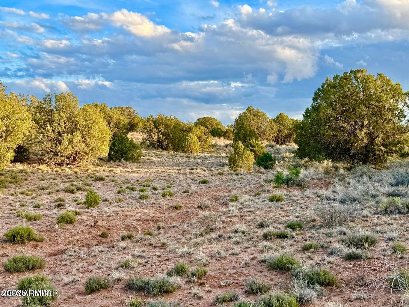 4428 Colt Road Snowflake, AZ 85937 - Photo 22 of 22 a view of a yard with a tree