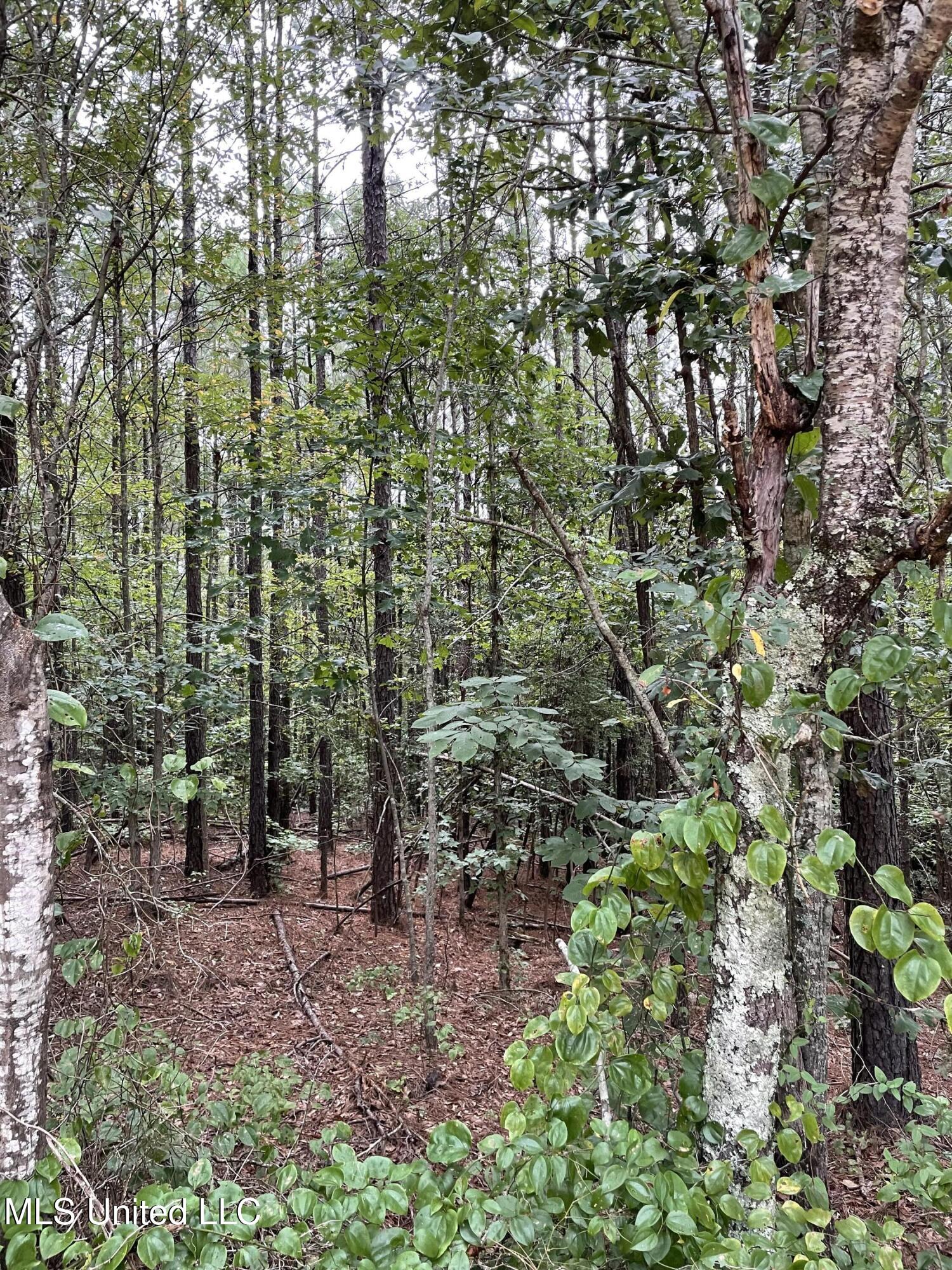 1501 Mooney Road Carthage, MS 39051 - Photo 11 of 15 IMG_0302