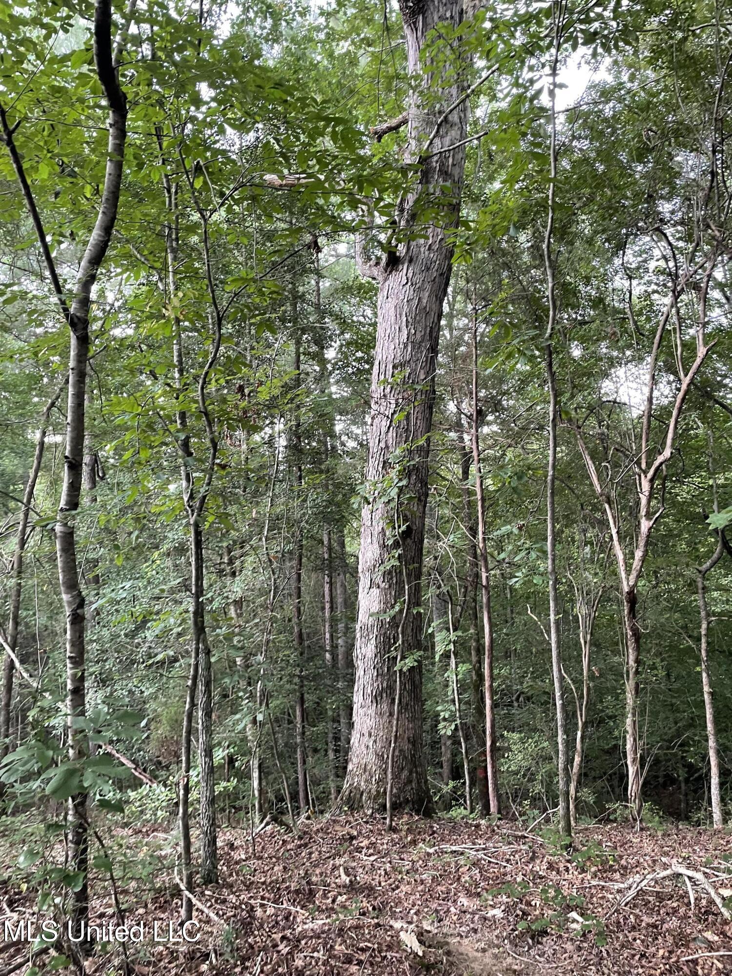 1501 Mooney Road Carthage, MS 39051 - Photo 3 of 15 IMG_0289 (1)