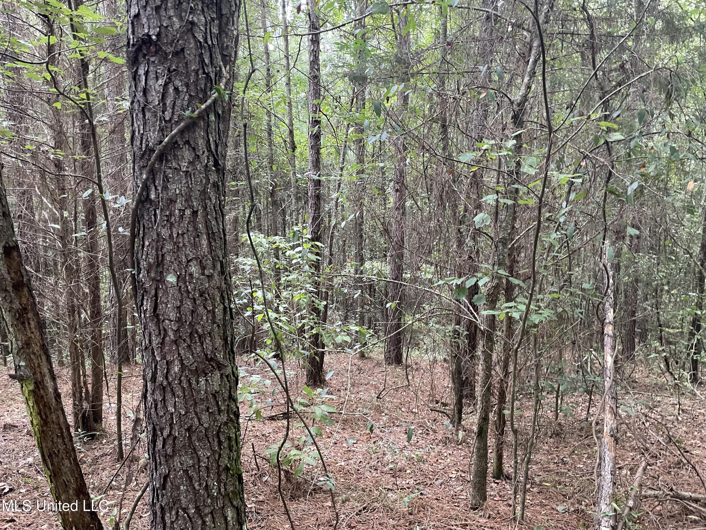 1501 Mooney Road Carthage, MS 39051 - Photo 5 of 15 IMG_0287